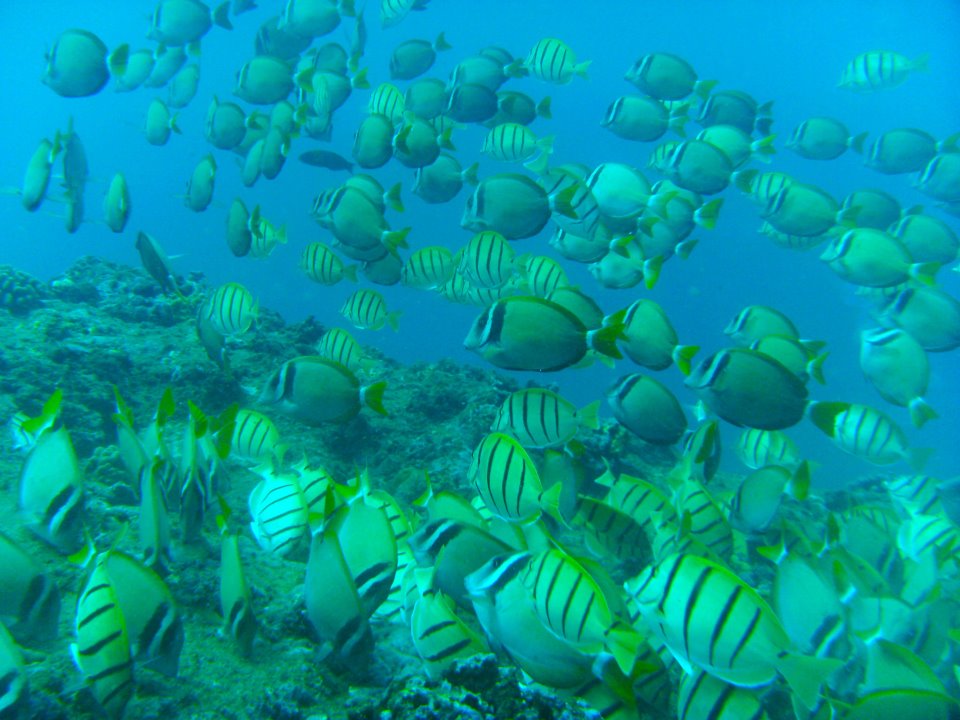 528750_355407961168191_1964196152_n a group of fish in the water
