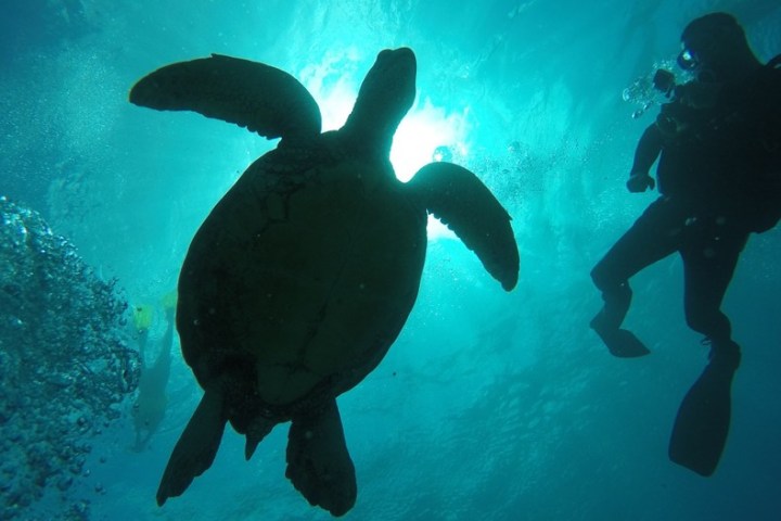 a bird swimming in water