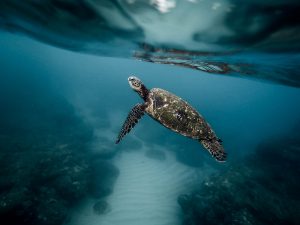 Hawaii-Green-Sea-Turtle-Oahu-300×225