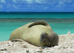 a seal on a rocky beach