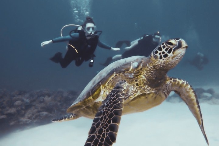 a turtle swimming under water