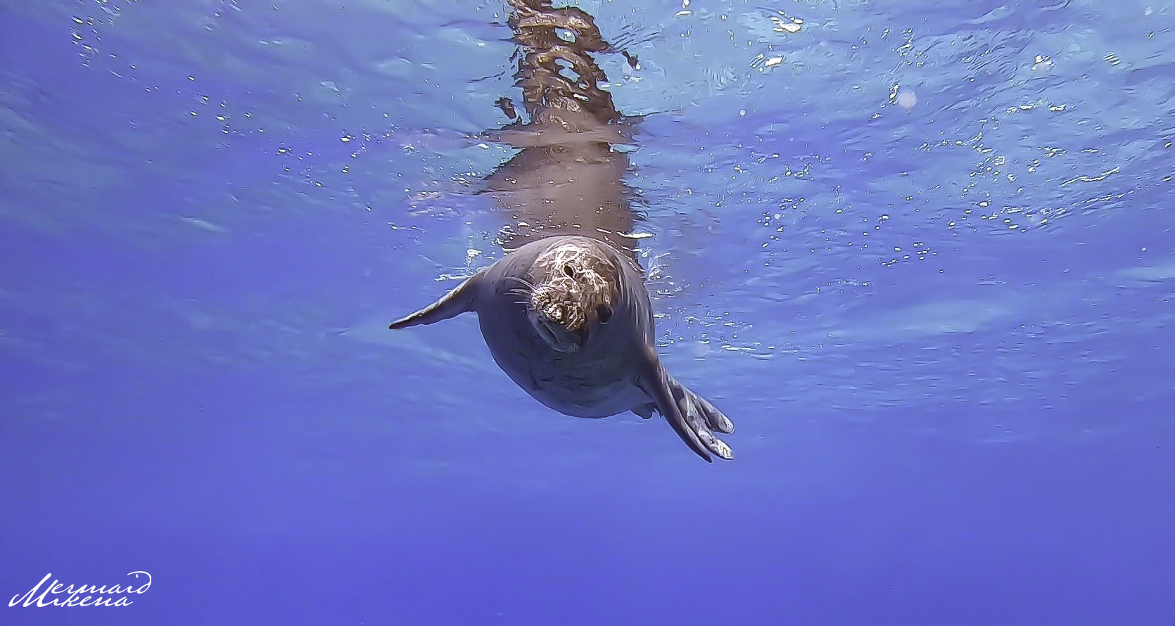 Face to face with a Hawaiian Monk Seal