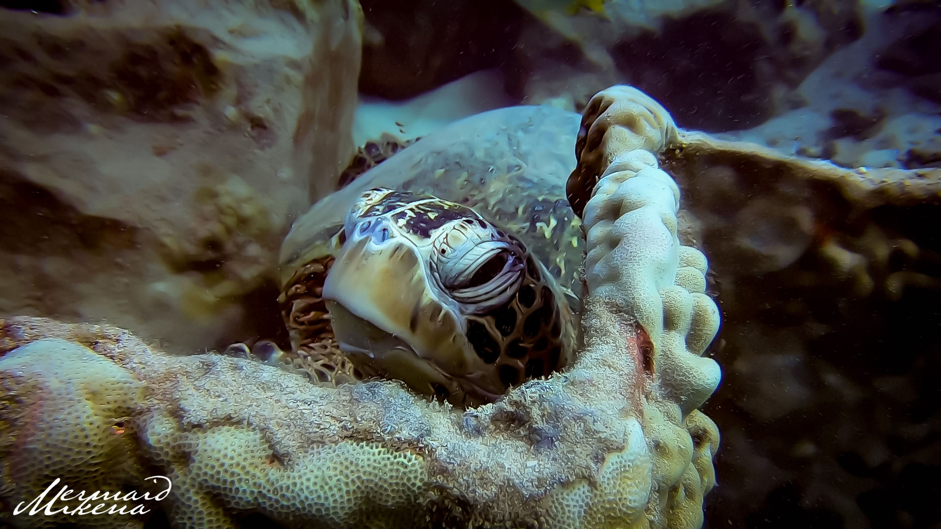 Peek-A-Boo. This friendly turtle was just as curious about me as I was him!