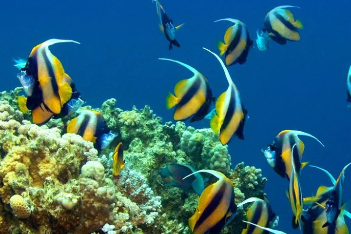 a group of fish in the water