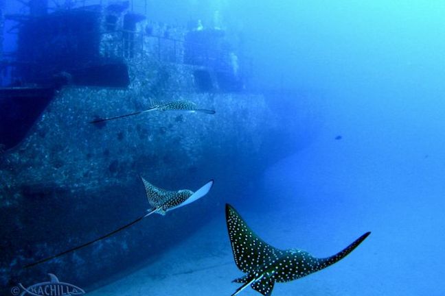 a fish swimming under water