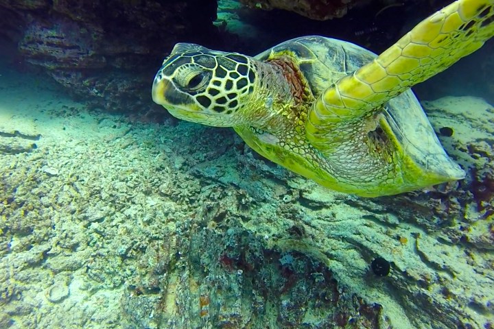 a turtle swimming under water