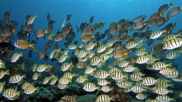underwater view of a coral