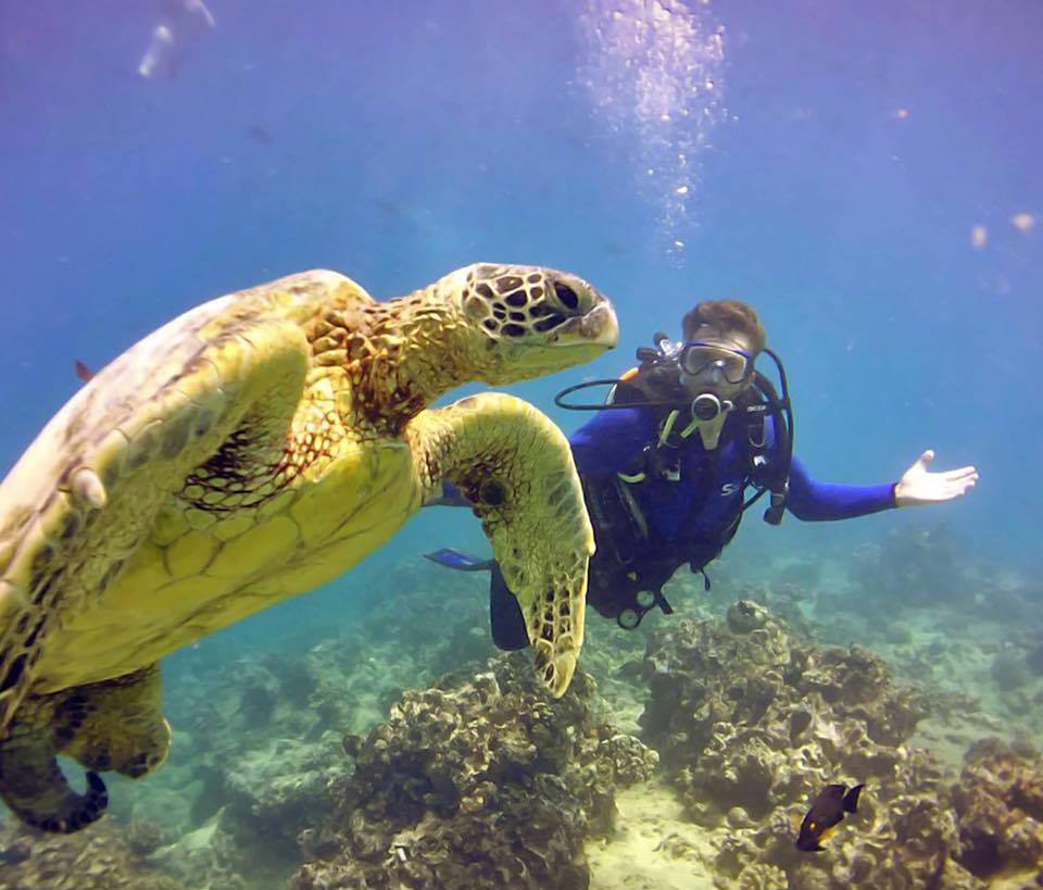 colt1 a turtle swimming under water