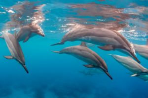 a bird swimming in water