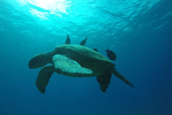 a turtle swimming under water