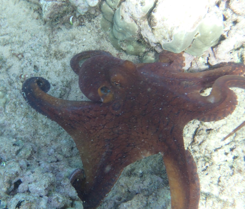 Octopus
