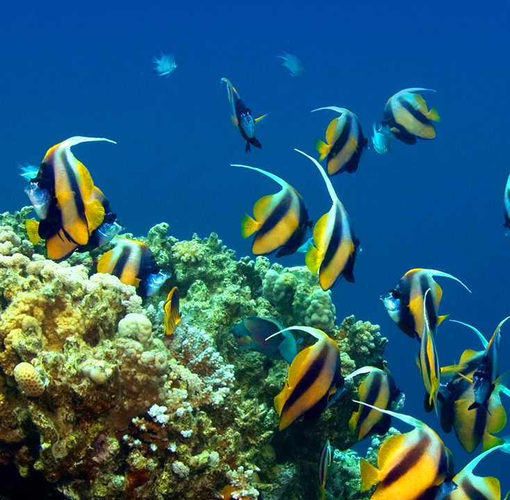 Scuba-Dive-in-Hawaii a group of fish in the water