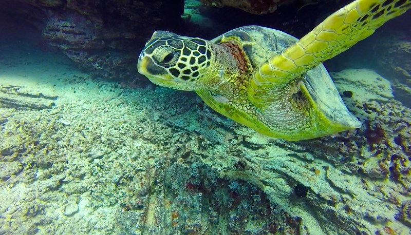 Sea-Turtle-at-Fantasy-Reef-best-Oahu-dive-site a turtle swimming under water