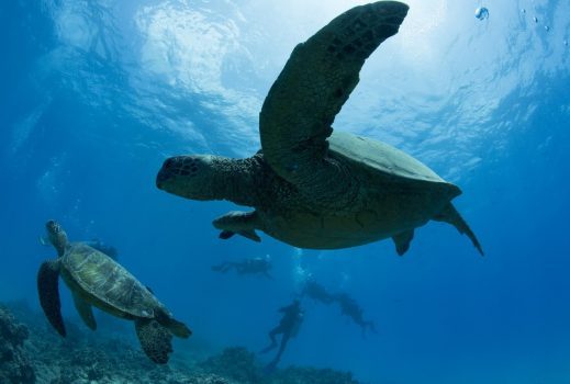 Sharks-Cove-1-e1489109749818 a turtle swimming under water