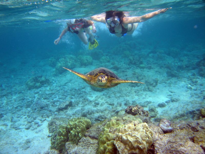 Turtle-Bay-Snorkel Turtle-Bay-Snorkel