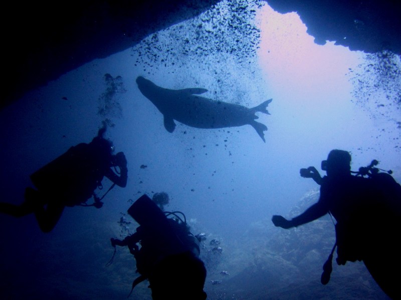 hawaiian-monk-seal-best-dive-sites-oahu (1) hawaiian-monk-seal-best-dive-sites-oahu (1)