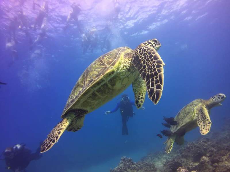 southshore1 a turtle swimming under water
