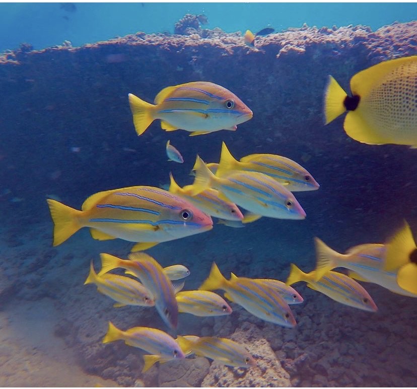 underwater view of a beach