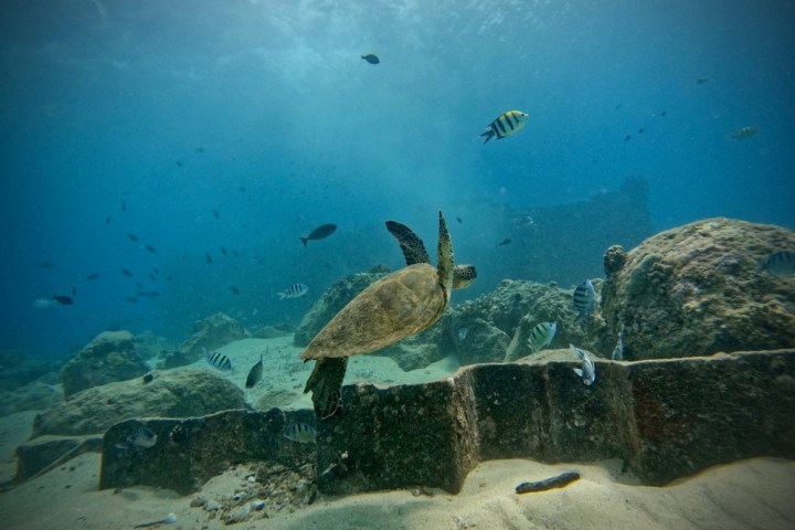 underwater view of a turtle