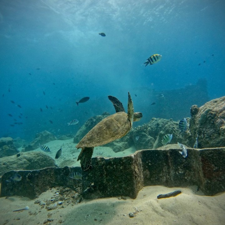 underwater view of a turtle
