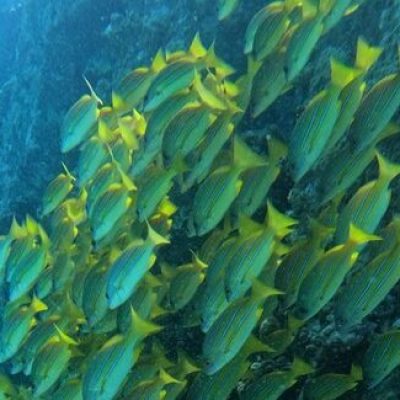 Group of fish swimming at Electric beach