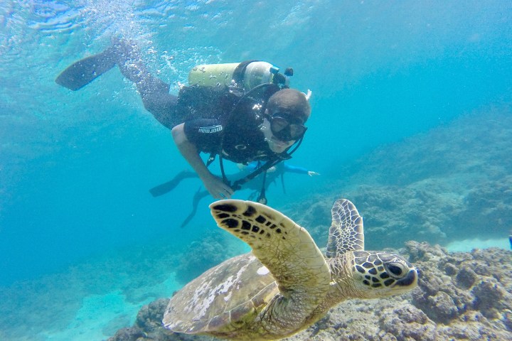 a turtle swimming under water