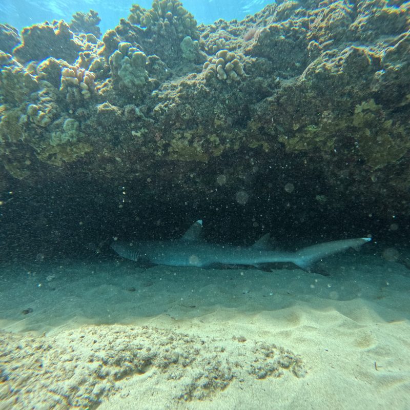 Shark at electric beach