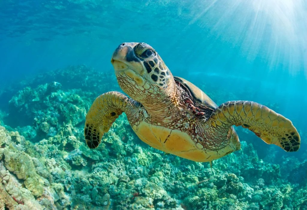 green-sea-turtle-1024×702 green-sea-turtle-1024×702